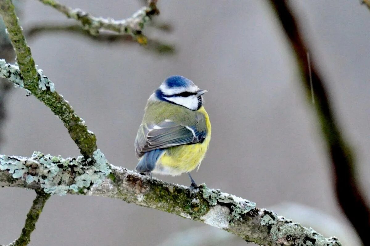 Cyanistes caeruleus. Cyanistes caeruleus. Cyanistes caeruleus. Птицы кем обл. Лазоревка обыкновенная – parus caeruleus (l.