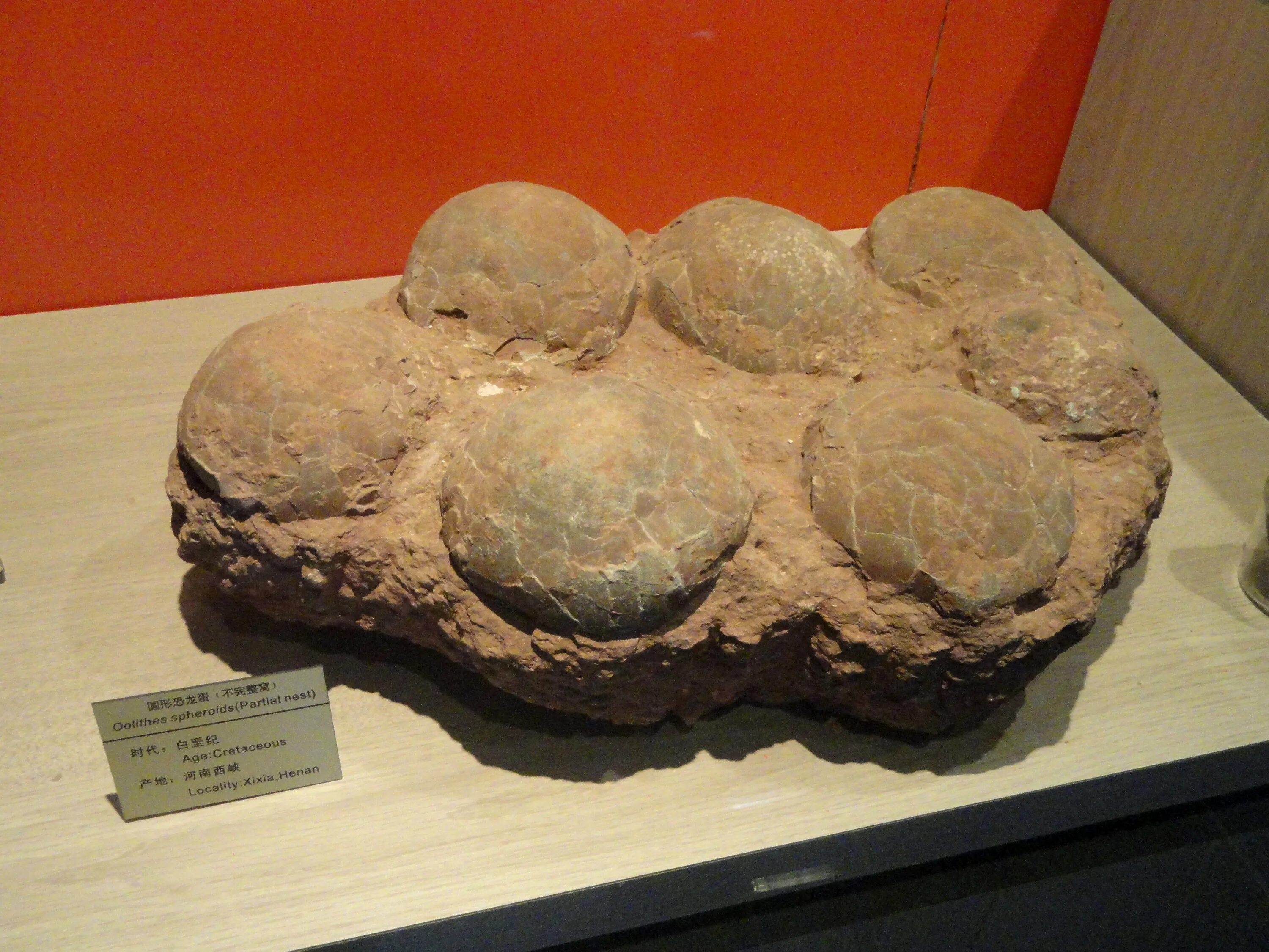 The earliest eggs were. Fossil egg. Распутин записки. The earliest eggs were. Окаменелое яйцо динозавра.