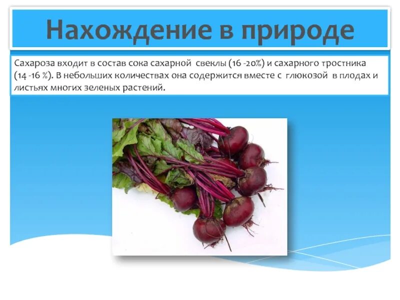 В каких растениях содержится сахароза
