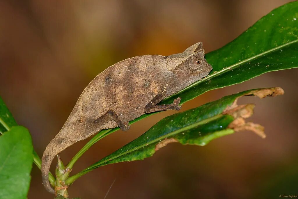 Лист хамелеон. Brookesia superciliaris. Хамелеон брукезия. Панцирная брукезия. Флуоресценции у хамелеона Brookesia superciliaris..