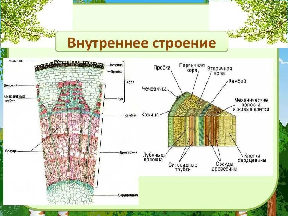 Какую функцию выполняет ткань камбий. Внутреннее строение стебля камбий. Строение стебля древесного растения. Внутреннее и внешнее строение стебля биология 6 класс. Основная ткань растений строение стебля.