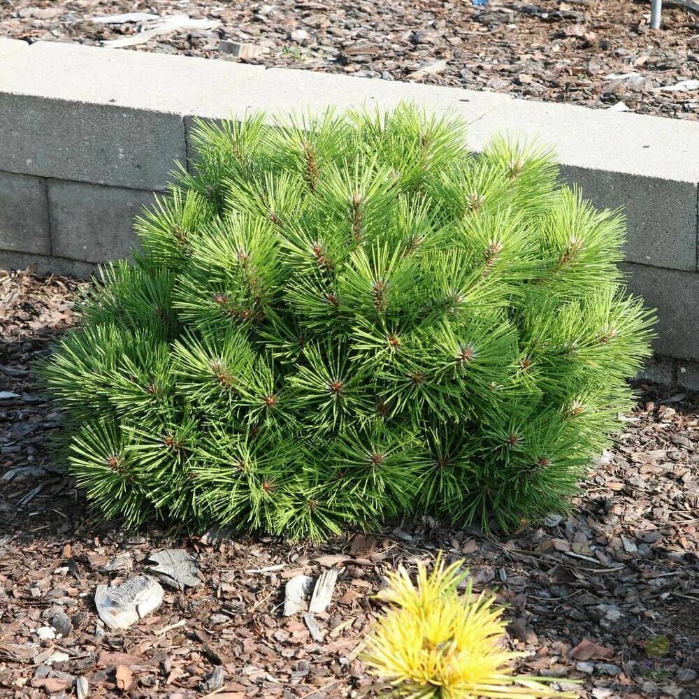 Сосна нигра описание. Pinus nigra Lesisko. Сосна черная Бамбино. Сосна Pinus nigra. Pinus nigra Brepo.