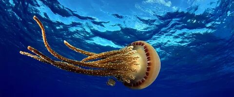 Морские животные мирового океана