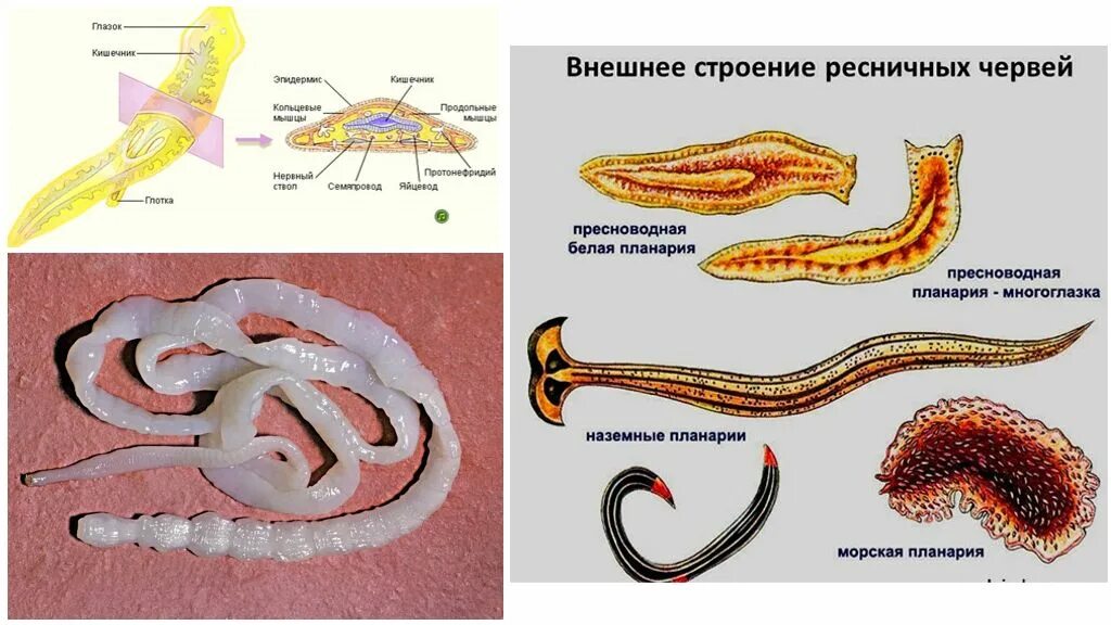 Система ресничных червей. Строение плоского червя червя. Внутреннее строение плоских ресничных червей. Плоские черви внешнее строение. Строение реснитчатого червя.