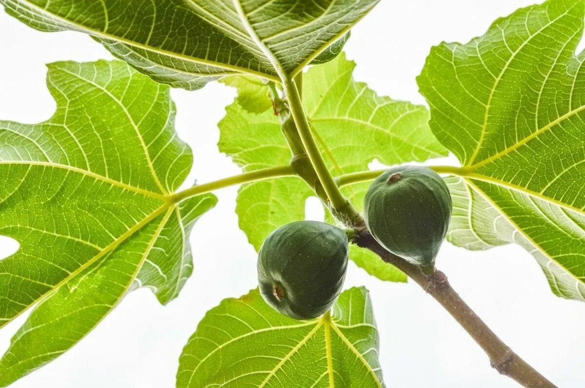 Как сохранить fig