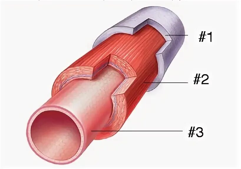 Оболочки артерий. Адвентиция вены. Строение артерии в разрезе. Строение сосудов без подписей. Артерии вены капилляры слои