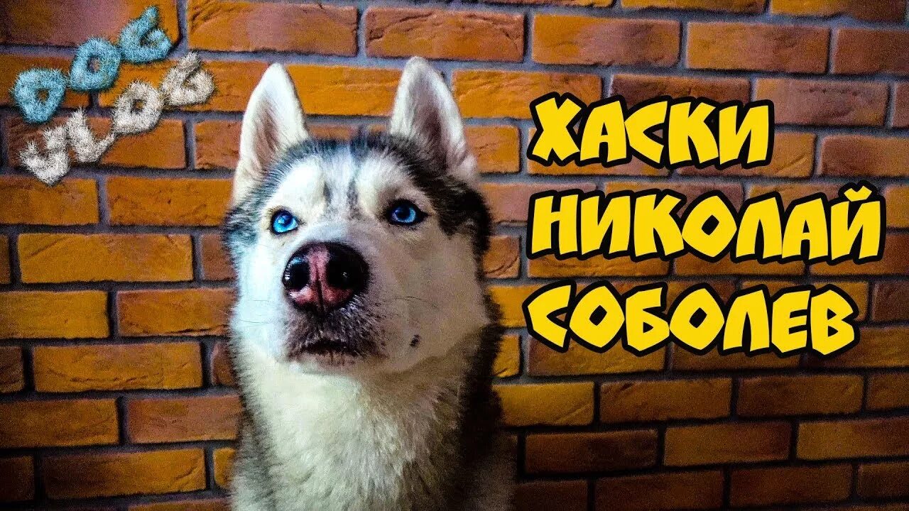 Хаски и кекс