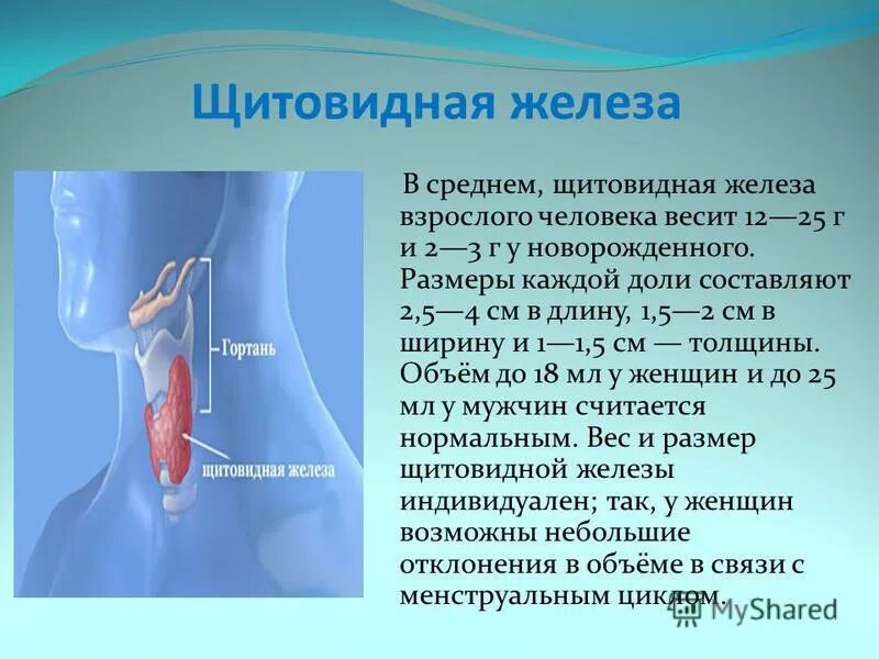 Какие должны быть нормы щитовидной железы. Объем щитовидной железы. Щитовидная железа норма. Норма щитовидной железы у мужчин. Норма объема щитовидной железы у женщин по УЗИ.