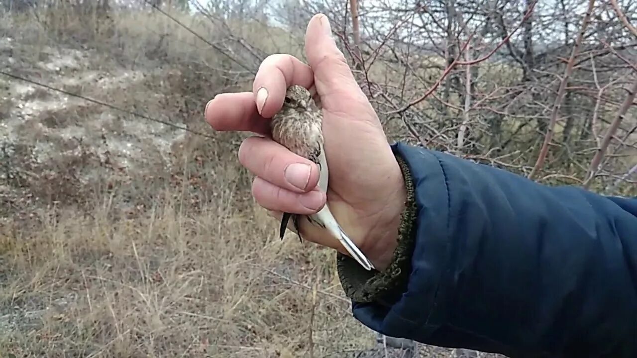 Легкие сети для ловли птиц. Ловля птиц. Сеть для ловли птиц. Паутинная сеть для ловли птиц. Сетка орнитологическая.