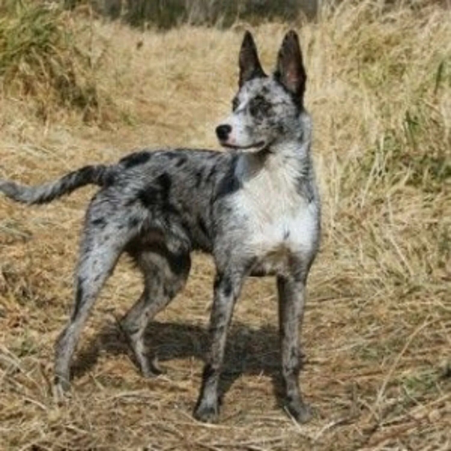 джамен кули австралийский. джамен кули собака. джамен кули австралийский. кули собака. джамен кули порода собак.