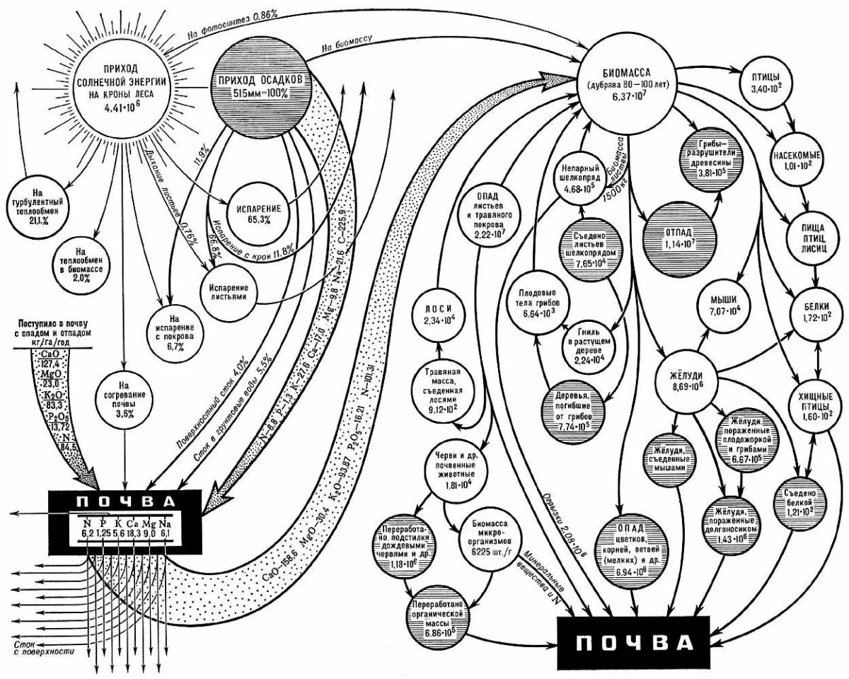 Структура биогеоценоза схема. Биогеоценология рисунок. Схема биогеоценоза по Сукачеву. Схема биогеоценоза воздействие. Приход солнечной