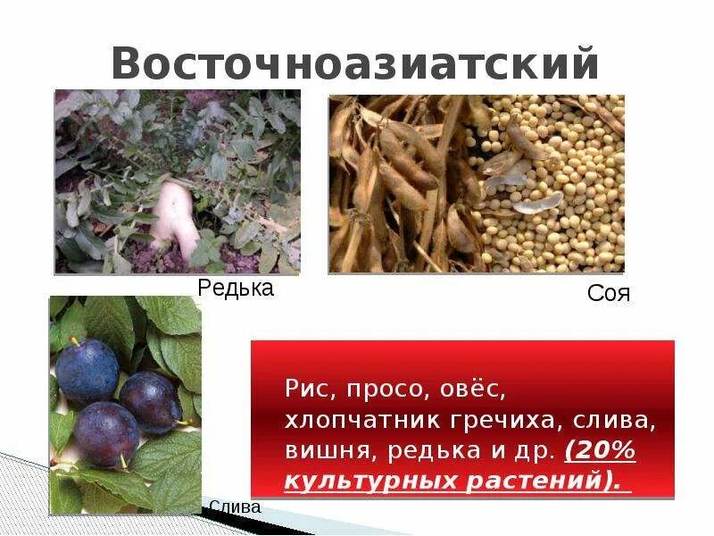 Восточноазиатский центр растения примеры Культурные растения китайского центра найдено 84 картинок