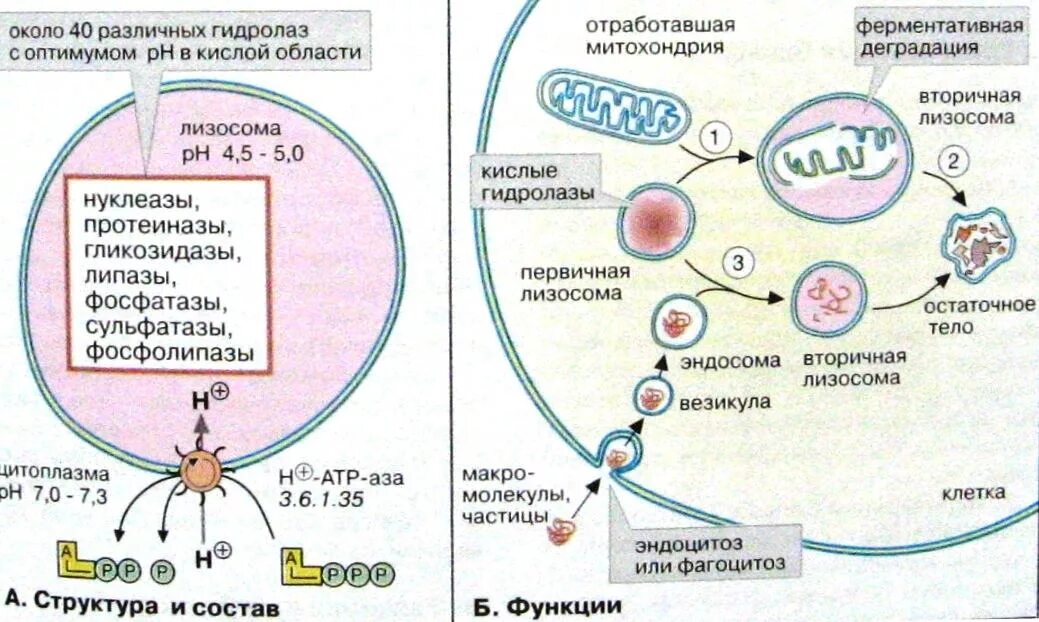 Ферменты лизосом синтезируются в. Лизосомы классификация и строение. Первичная лизосома. Строение структура лизосомы. Болезни связанные с нарушением функции лизосом.