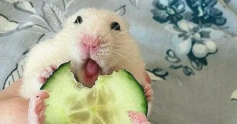 Можно ли хомякам огурцы