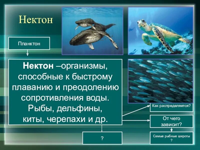 Нектон организмы. Представители нектона. Организмы обитающий в мировом океане. Планктон Нектон бентос.