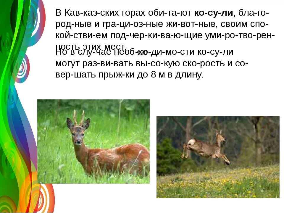 Какие животные обитают влажных субтропиках 4 класс. Сообщение о субтропических животных. какие животные обитают в субтропиках. какие животные обитают в зоне субтропиков.