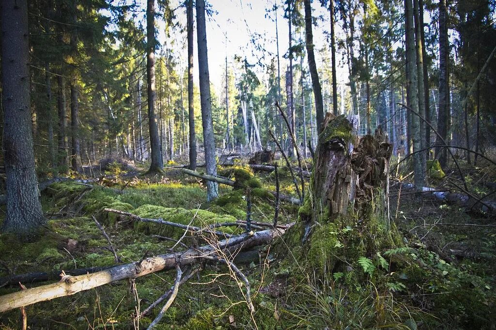 энчантед форест. дремучий владимирский лес. в чаще дремучего леса. шварцвальд тропа. дремучий лес.