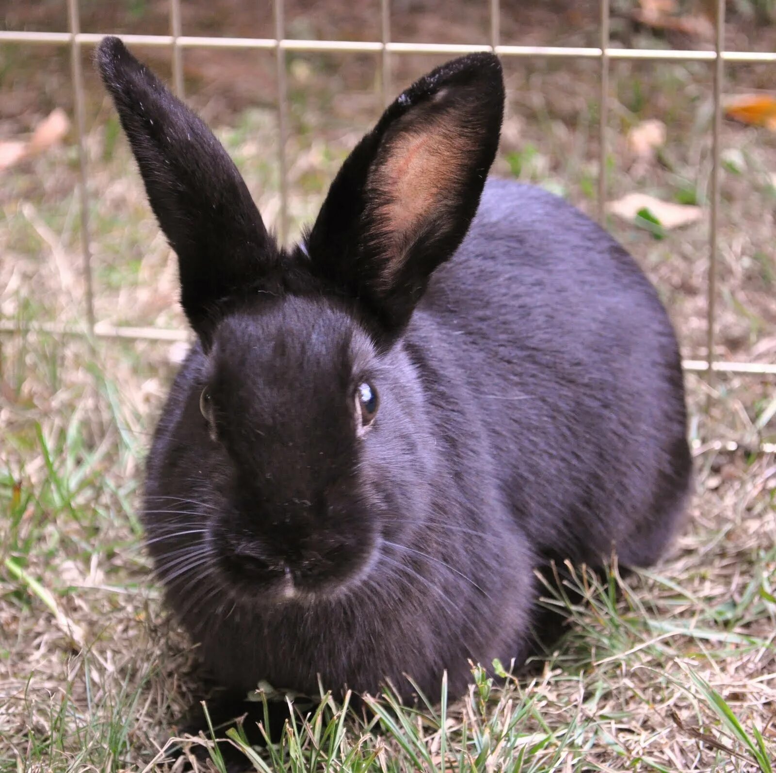 Black rabbit