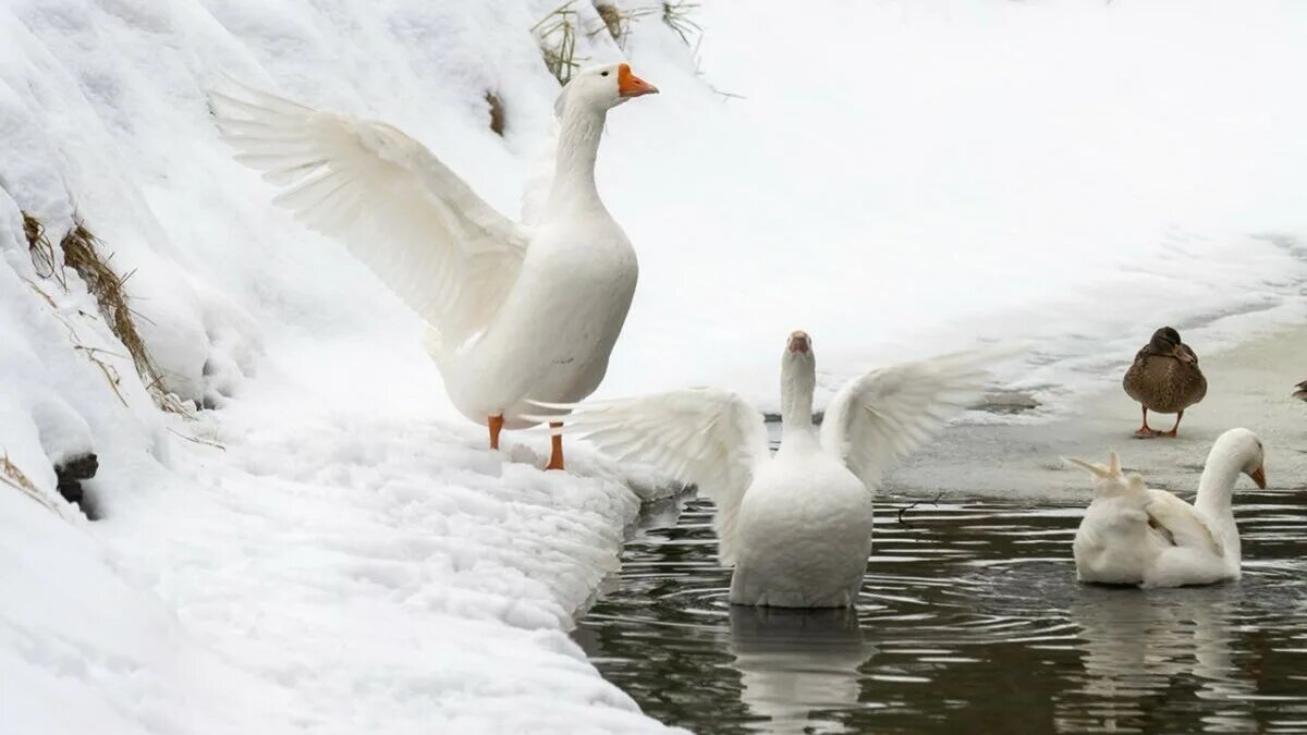 Гусь фото. Гуси зимой. Стая лебедей. Река Гусь. Замеченный гусь