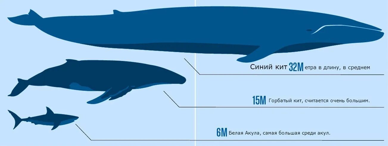 Самый большой кит размеры и вес. Синий кит длина и вес. Самый большой синий кит Размеры. Киты Размеры в сравнении. Кит и человек сравнение.