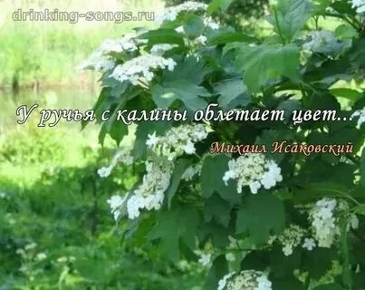 Ой калина в поле у ручья текст