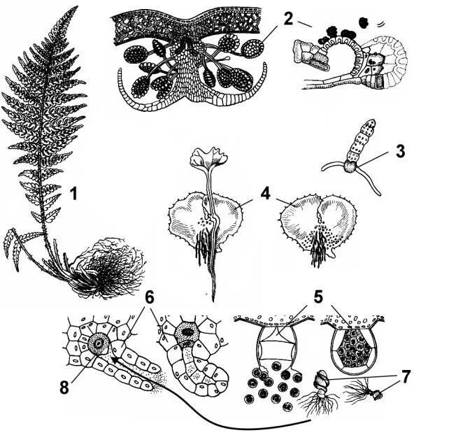 Схемы мох 1 класс. Строение спорангия папоротника. Спорангий папоротника схема. Папоротник Щитовник мужской размножение. Цикл развития папоротника щитовника мужского.