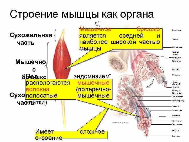 В состав мышцы входит. Строение мышцы как органа. Мышца как орган. Строение мышц кратко. Внешнее строение мышцы.