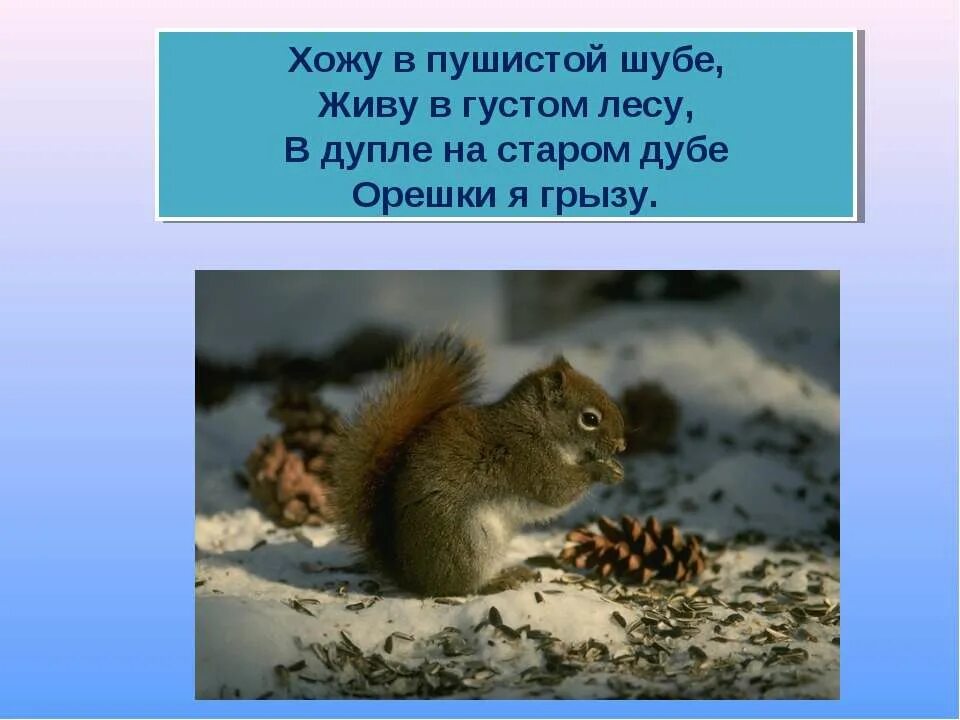 Хожу в пушистой шубке. Хожу в пушистой шубе живу в густом. Пальчиковая хожу в пушистой шубке. Загадки про животных белка. Лепка белочка.