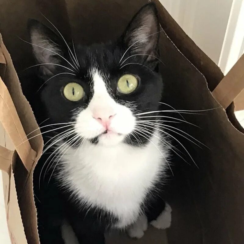 Tuxedo cat. Тукседо кот порода. tuxedo порода кошек. такседо кот. такседо кот порода.