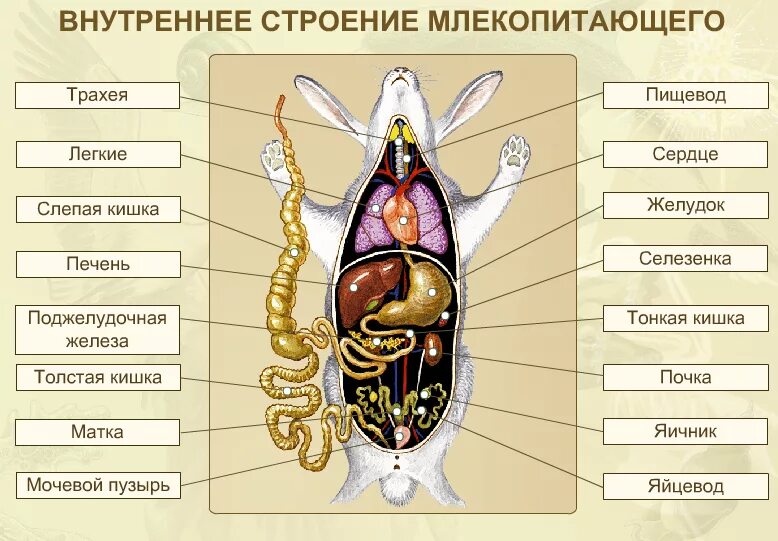 Внутреннее строение кролика. Внутреннее строение млекопитающих 7 класс биология. Внутренне строение млекопитающих 7 класс биология. Схема строения пищеварительной системы кролика. Внутреннее строение млекопитающих 7 класс.