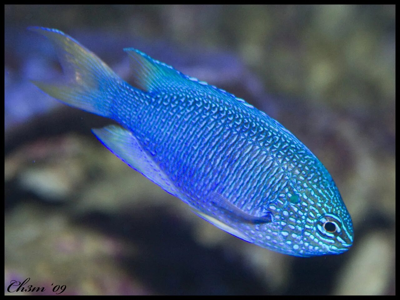Желтозвостая зрищиптера. Синие цихлиды аквариумные рыбки. Рыба синего цвета. Голубая аквариумная рыбка. Циртокара мури голубой дельфин.
