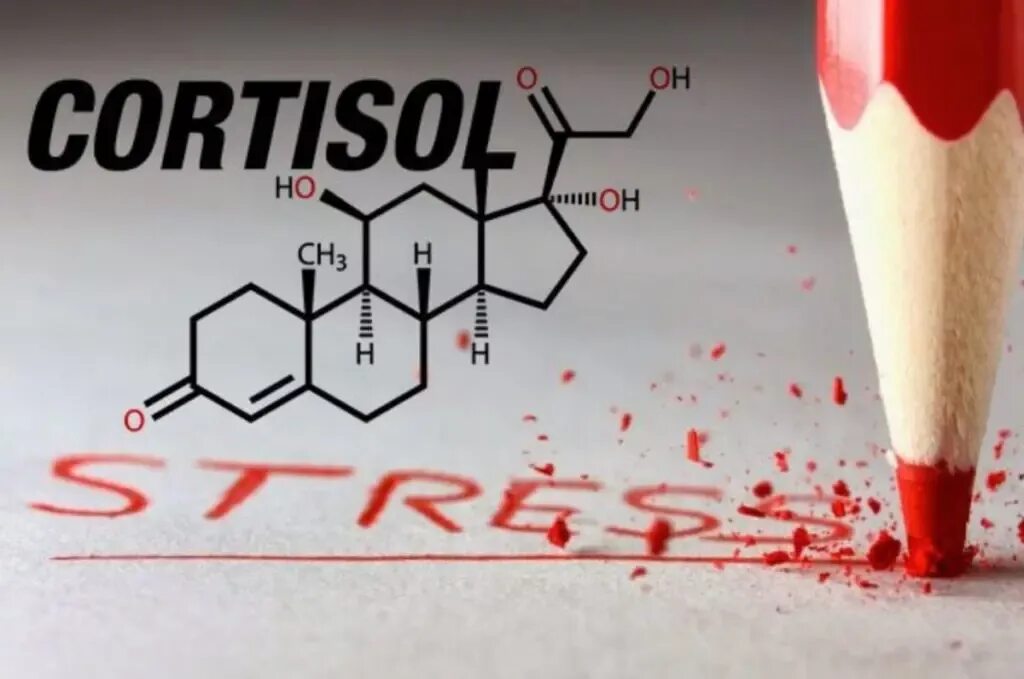 Гормон повышающий стресс. Кортизол. Кортизол гормон. Стресс кортизол. Кортизол картинки.