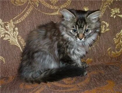 Вес сибирских котят