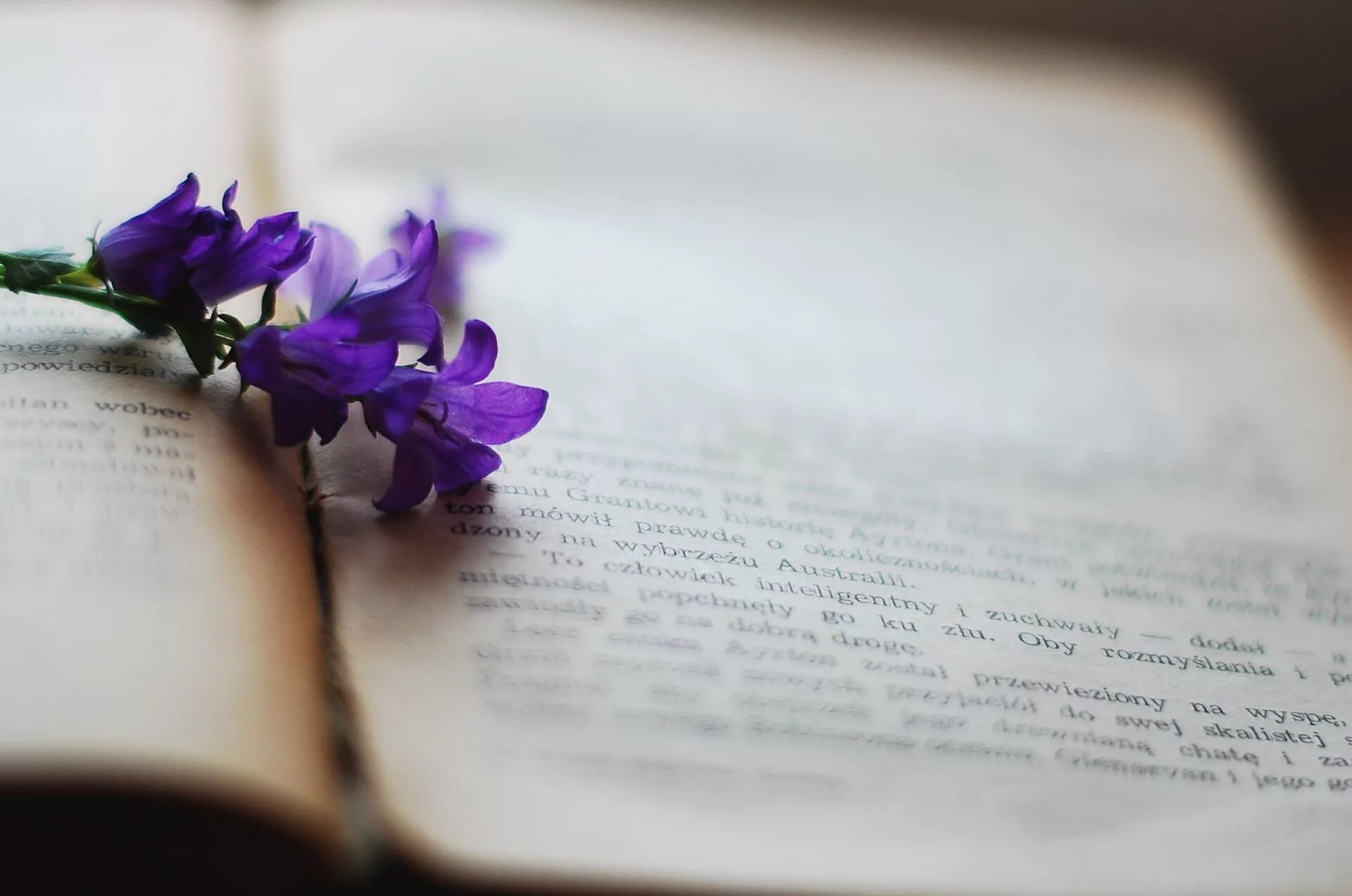 Книга цвет жизни. Книга фиолетовая. Книги на фоне цветов. Фон книги. Книга цветы.