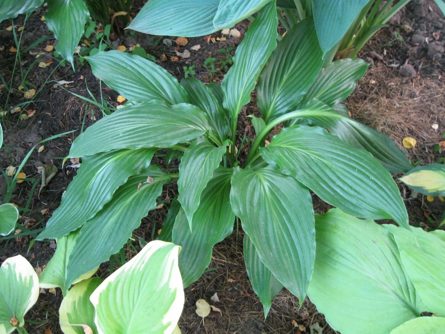 хоста королева тени. хоста тайм трэвелер. хоста форум. хоста фест бланш. хоста полс глори paul's glory.