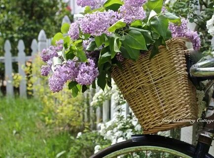 Кусту сирени под окном не меньше