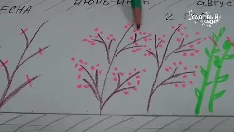 Малина по соболеву