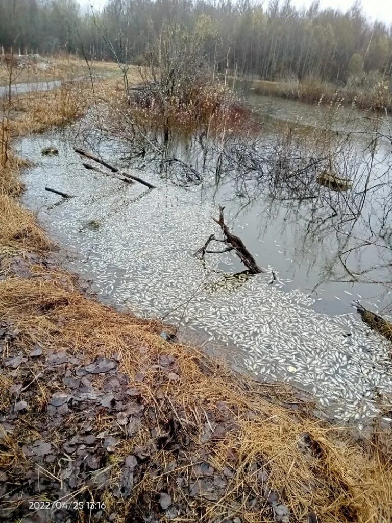 Мертвые водоемы. Оржицы озеро. Рыбы в водоеме. Рыбные пруды. Озеро в пос Оржицы.