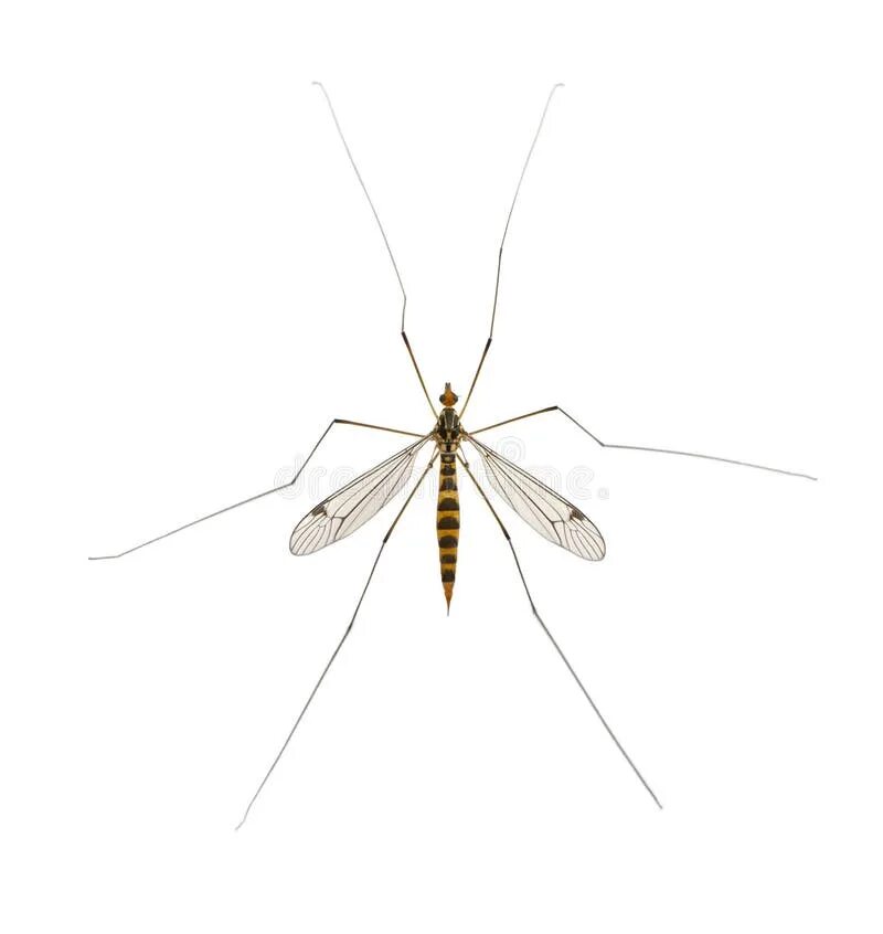 Write the odd word mosquito butterfly