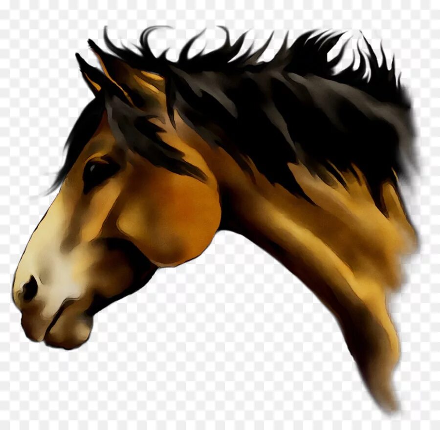 Голова лошади. Голова коня. Голова лошадки. Голова лошади с боку. Голова лошади в профиль.