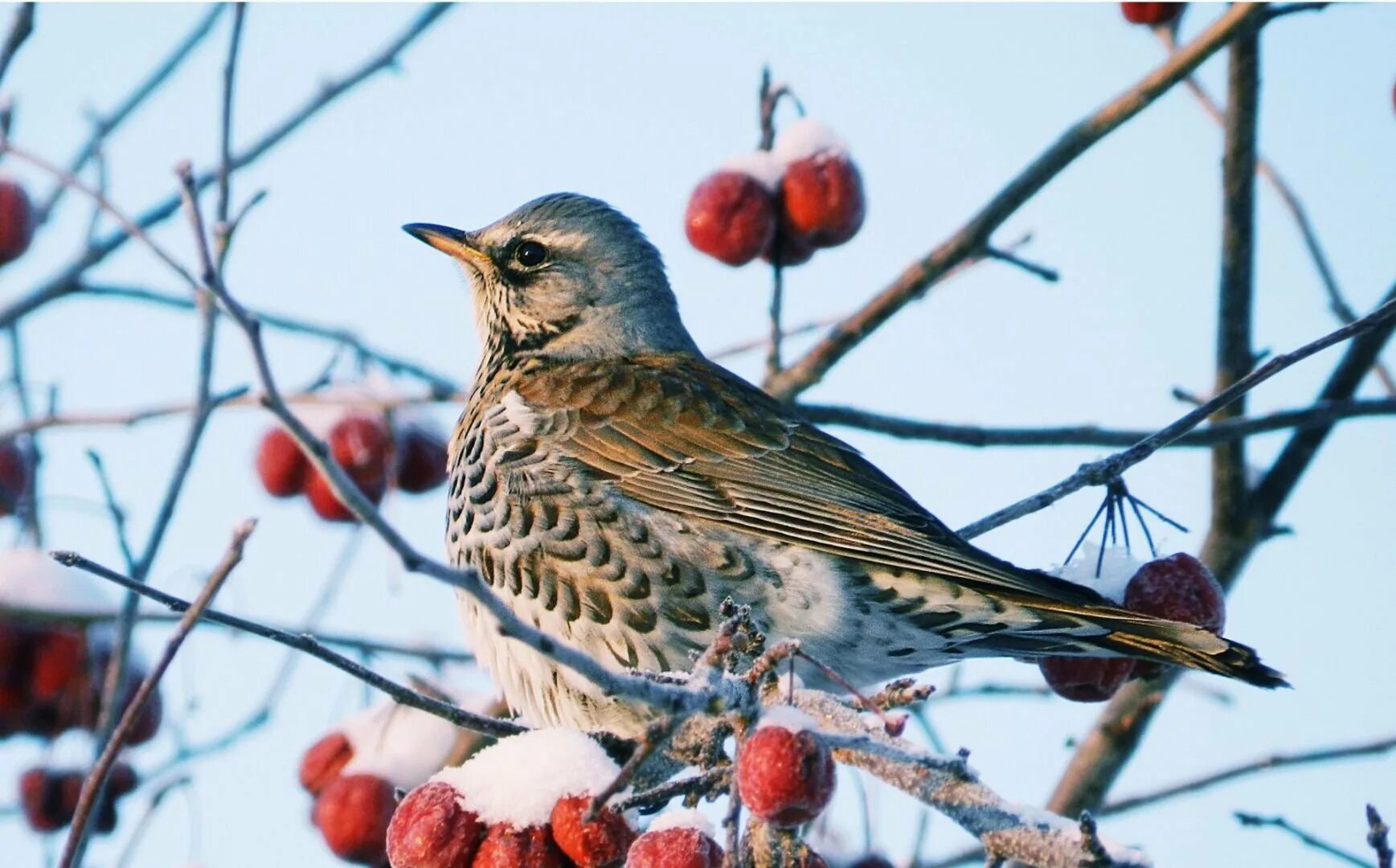 Птицы зимующие в башкирии. Птицы зимующие в башкирии. Птицы башкирии названия. Птицы башкирии. Птицы зимующие в башкирии.