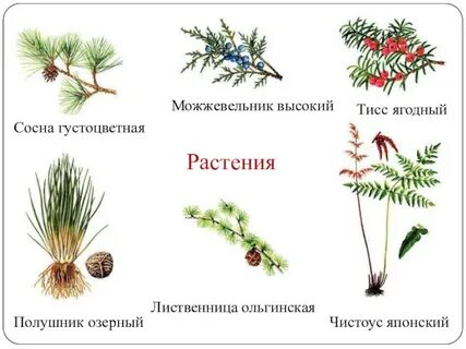 Хвойное вечнозеленое растение занесенное в красную книгу