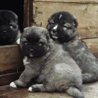 Собака щенок 1 месяц