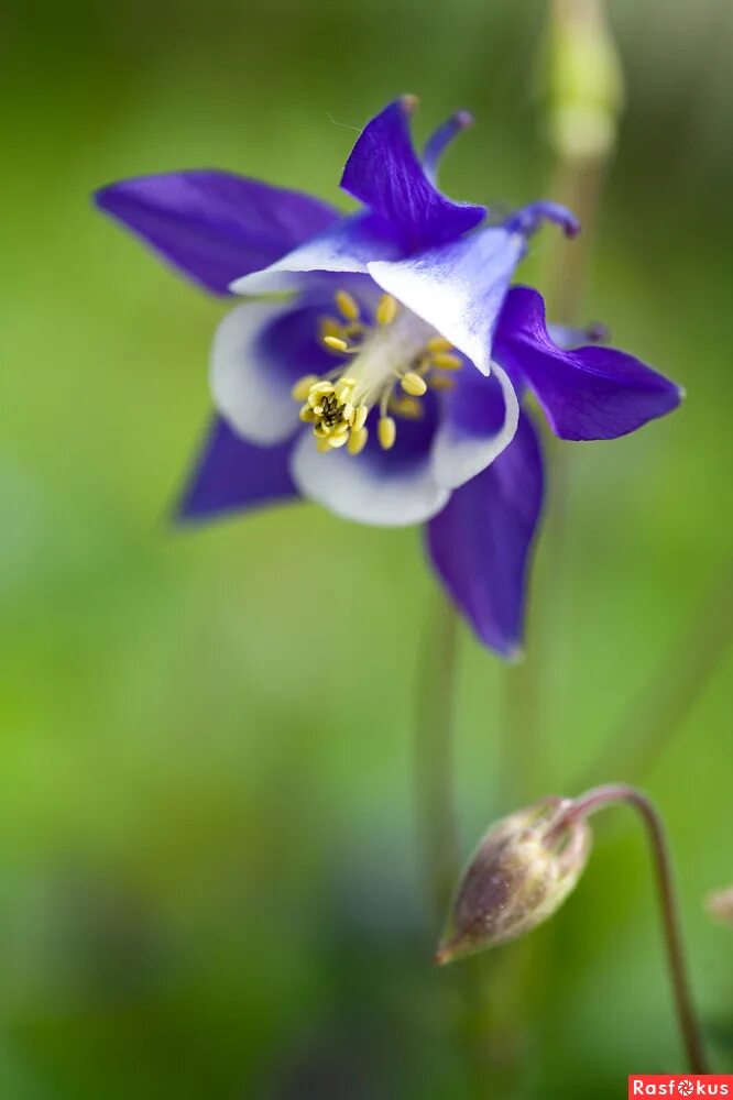 цветы 2008. голландские цветы к дню рождения. красивые цветы видео. цветы 2008. фото цветка 2008 года.
