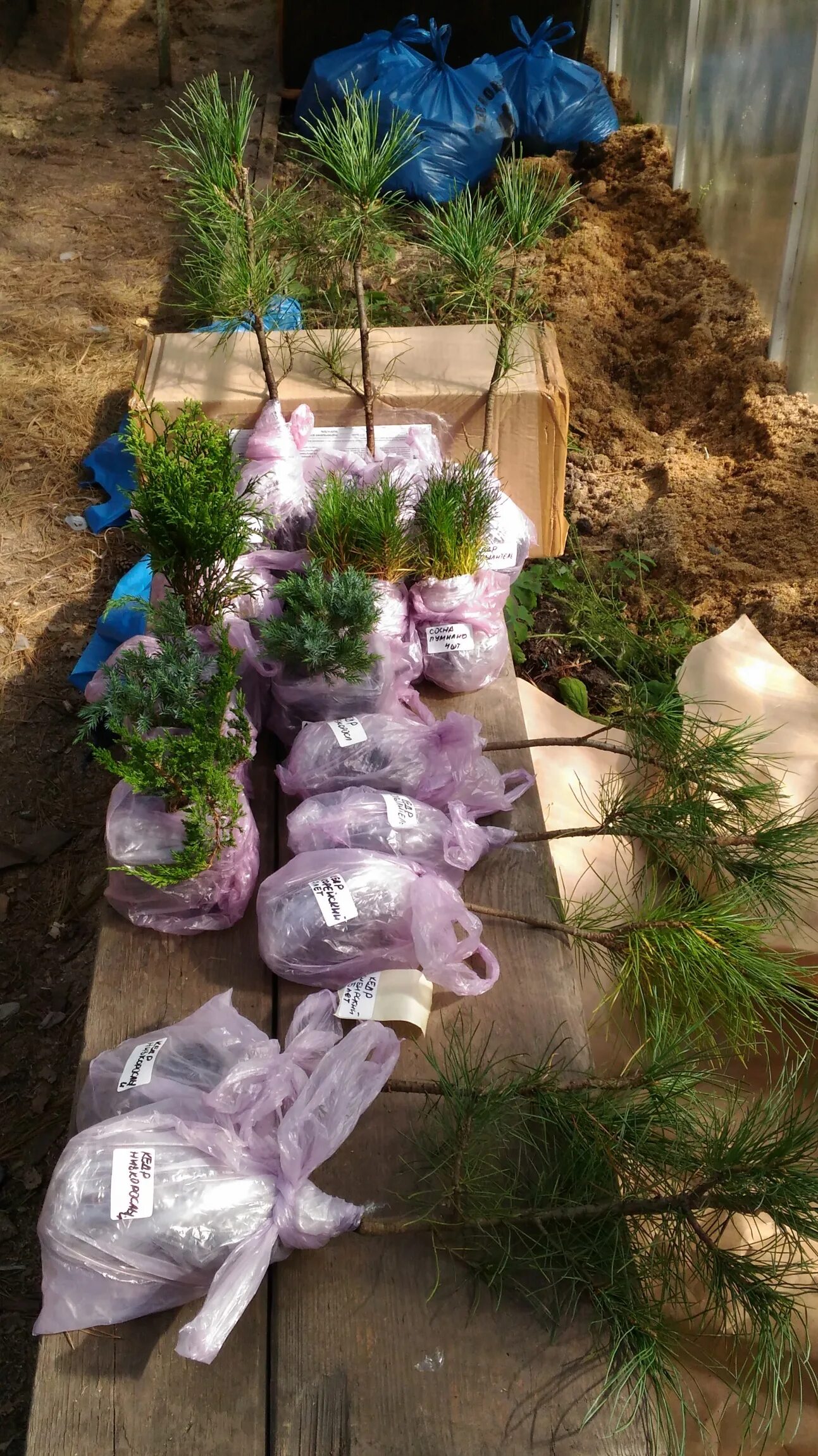 Упаковка саженцев для пересылки почтой. Пересылка саженцев почтой. Упаковка растений для пересылки. Пересылка саженцев почтой. Упаковка саженцев.