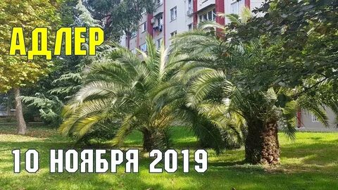 Погода в адлере на ноябрь месяц 2024