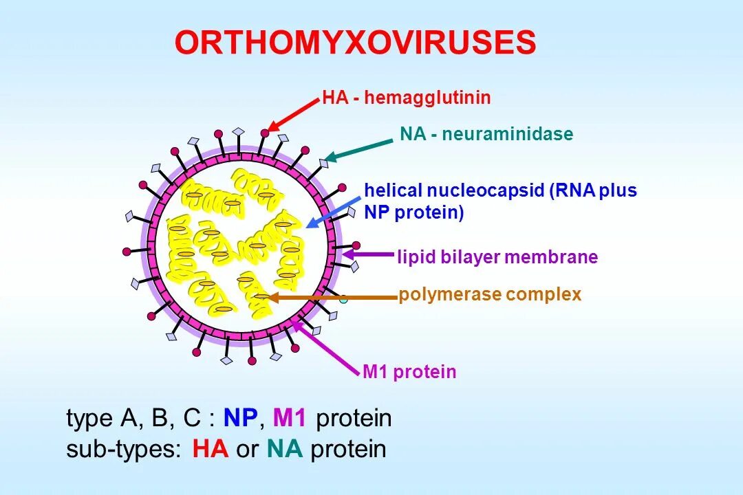 К рнк вирусам относятся вирусы. Ортомиксовирусы микробиология. Orthomyxoviridae строение вириона. Нейраминидаза ортомиксовирусов. Нейраминидаза вируса гриппа.