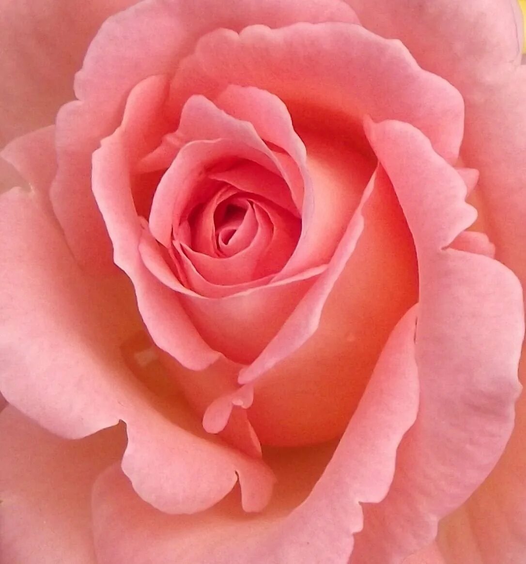 цвет чайной розы фото. сорта чайных роз. чайно гибридная капучино. цвет чайной розы фото. цвет чайной розы фото.