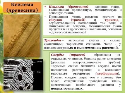 Слово ксилема на человеческом языке кроссворд 9