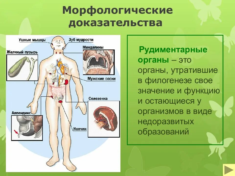 Орган утративший свое значение. Рудиментарные органы человека. морфологические доказательства. рудиментарная функция. органы человека утратившие свое значение.